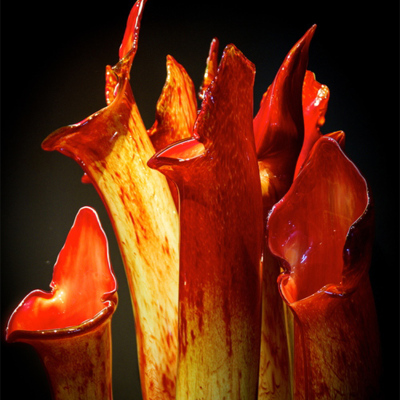 Yellow Pitcher Plant