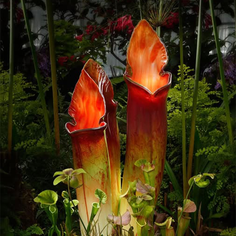 Yellow Pitcher Plant