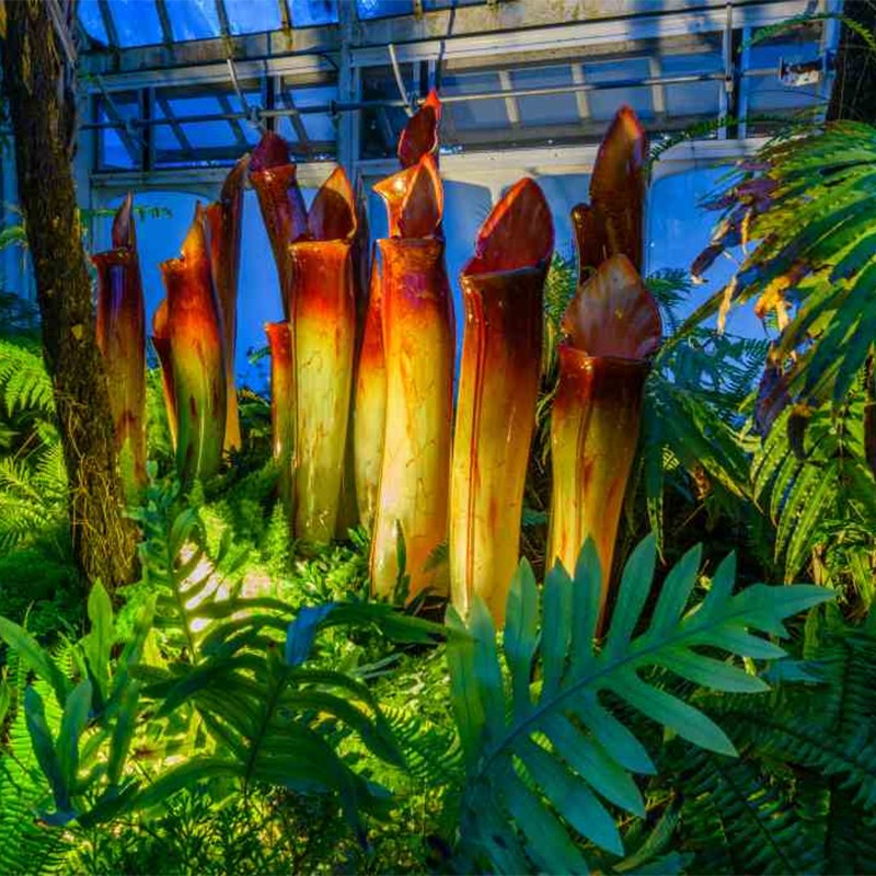 Yellow Pitcher Plant