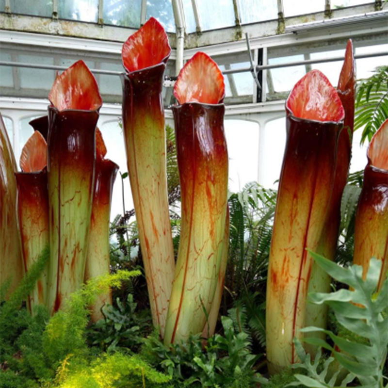 Yellow Pitcher Plant