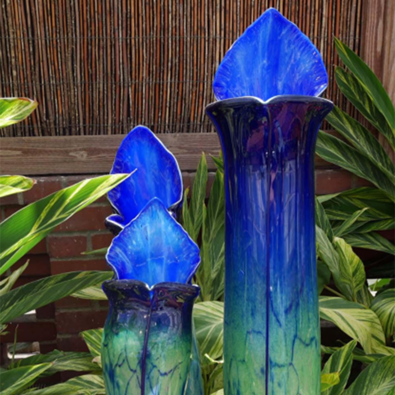 Purple Pitcher Plant