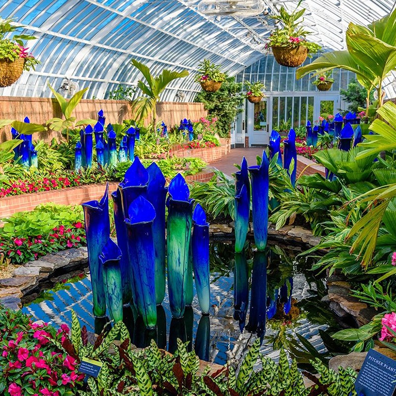 Purple Pitcher Plant